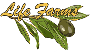 Life-Farms-Logo3 Logo of a farm featuring a silhouette of a cow grazing on grass, with the text "Your Farm Logo" and the tagline "Where Quality is the Focus." Ideal for branding in the agriculture sector.